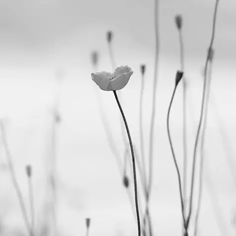 Fotografía flores creciendo