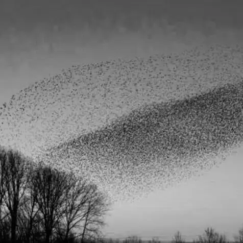 Fotografía de una bandada de pájaros